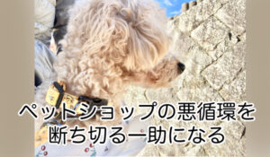 保護犬を迎える最大のメリットは、悪徳ペットショップを断ち切る一助になることです。