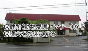 保護犬の里親になるには、保健所から保護犬をお迎えする方法があります。