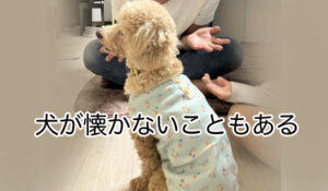 保護犬を迎えるデメリットとして、犬が懐かないことがあります。